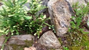 Прогулка по саду. Июль 2025 г.