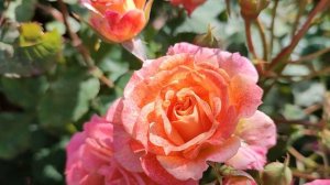 Розы-первогодки: Ксавьер Де Фрэссинэт, Лавендер Пинок?