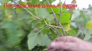 18.08.18.18.Сибирская дача.Смородина спелая.00.40