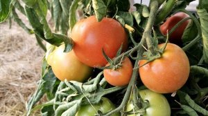 МЕГА УРОЖАЙНЫЕ Томаты, Посадил и Забыл для ОТКРЫТОГО Г