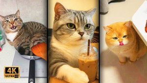 Коты и собаки, 🔥 которые заставят смеяться 😂 даже грустного — лучшие приколы 2025 😻