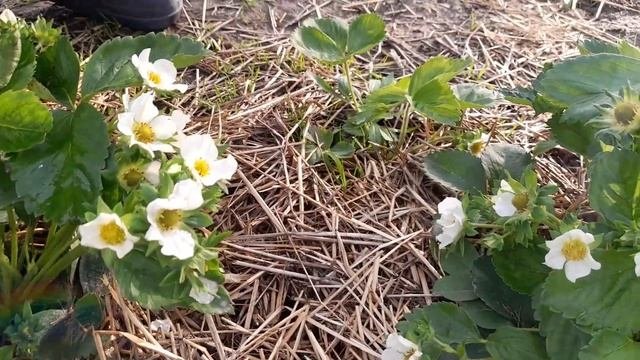 КЛУБНИКА ВКУСНЯТИНА🍓👍КРАСАВИЦА ТЕА🍓19.05.25.