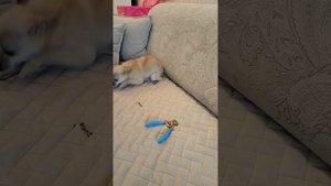 Как постричь когти собаке? Маникюр для Сони 😄