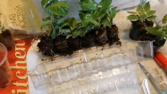 Посылка с вегетативными черенками петунии, калибрахо? смотреть онлайн