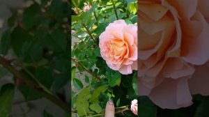 Розы: Саммер Сонг , Шато де Вертуа, Хайди Клум, Вагулетт