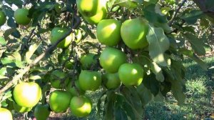 Зеленое яблоко ГРЕННИ СМИТ: популярный поздне-зимний ?