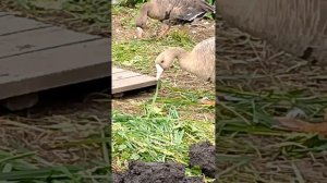 содержание белолобых гусей часть 2