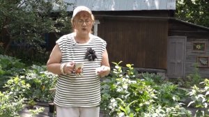 Фильм №515 - Посадка куста голубики с закрытой корневой