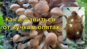 Как избавиться от жучка в опятах.