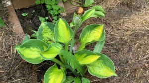 Обзор 15 сортов хост 2023. Старые и новинки