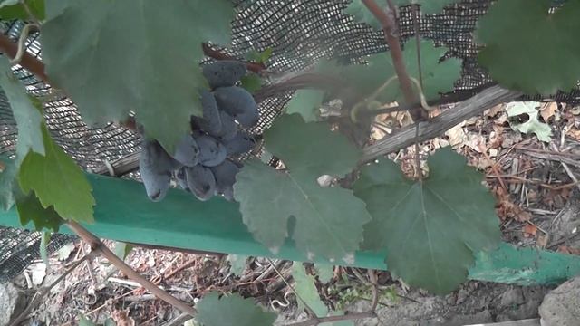 Сорт винограду "Аврора" "Центуріон" "Чорний коготь" "Оте смотреть онлайн