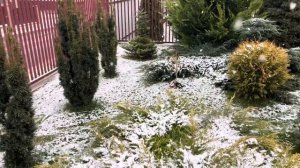 Хвойный сад! Тис Стефания.