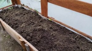Осенняя обработка грядки после перца.