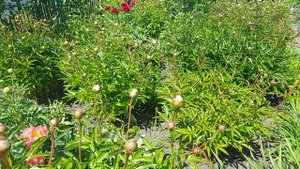 Цветут пионы ранние.Блашинг Принцесс,Санни Герл,Шугар