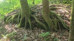 Папоротники (правильнее — папоротниковидные, лат. Polypo