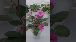 Фиалки. Обзор новинок моей коллекции в июне 2025.