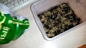 Сею Укроп на МикроЗелень  для выращивания на Окошке!!! ?