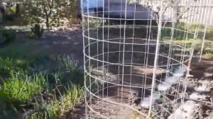 Опора для жимолости. Воплотила в жизнь хорошую идею.