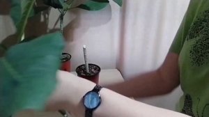 ПЛЮМЕРИЯ ВЫРАЩИВАНИЕ ИЗ СЕМЯН, РАЗМНОЖЕНИЕ ЧЕРЕНКОМ, ?