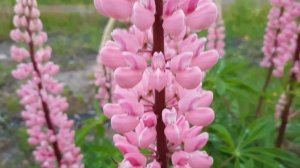 Цветы, лето.