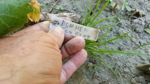 Виноград Донская невеста, Зоренька, Барин  на подвое С?