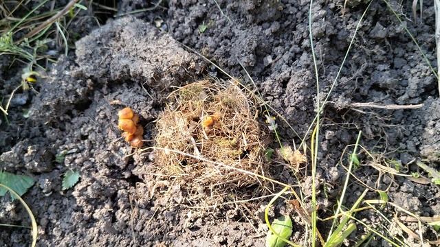 Шмеле смотреть онлайн