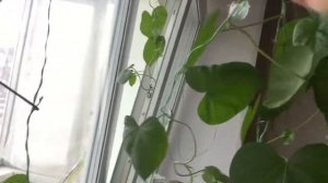 Огород на балконе||#6||Дуэт черемуха