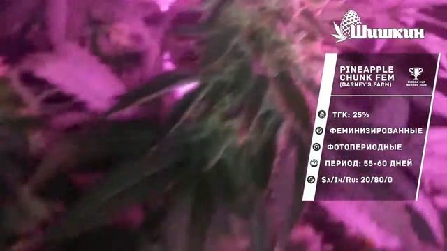 Сорт конопли Pineapple Chunk fem (Barney's Farm) смотреть онлайн