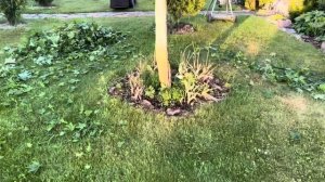 Формирование Штамба и Клёна в Любимом Саду Татьяны . Т?