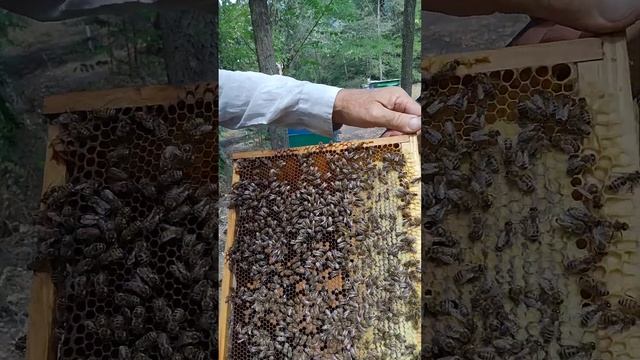 2025 г.🌻После откачки мёда нектар  пчёлки принесли или ? смотреть онлайн