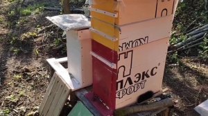 Вывод маток без осиротения по методу Альгирдаса Амшею