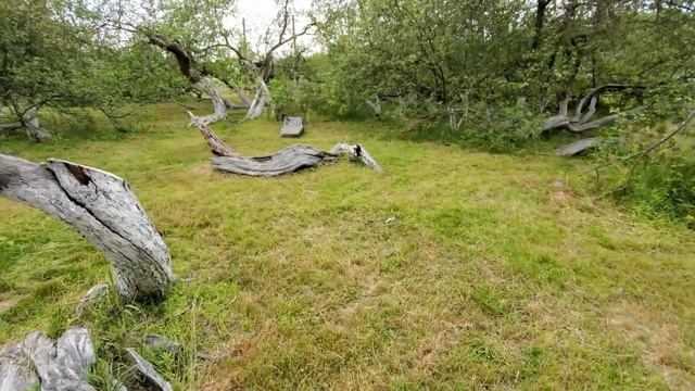 Яблоня-колония, Кролевец. Одно из чудес Украины смотреть онлайн