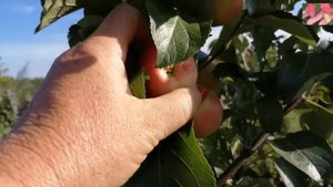 Яблони для Сибири. Жар птица.