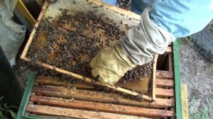 Замена матки на маточник. Как поменять матку в улье на