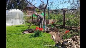 Как выкорчевать яблоню за 18 минут?