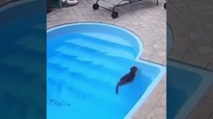 Кот падает в воду, паникует, а потом понимает, что он умеет плавать..