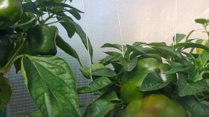 Перец Магно F1!