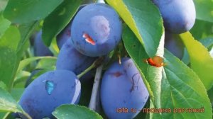 Слива венгерская Стенлей (prunus domestica stenley) 🌿 обзор: как ?