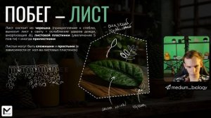 Вегетативные органы растений / ЕГЭ по биологии 2025