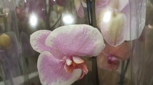 ВАУ! Сплошные бабочки и пелоры, Сочи удивляет завозом.