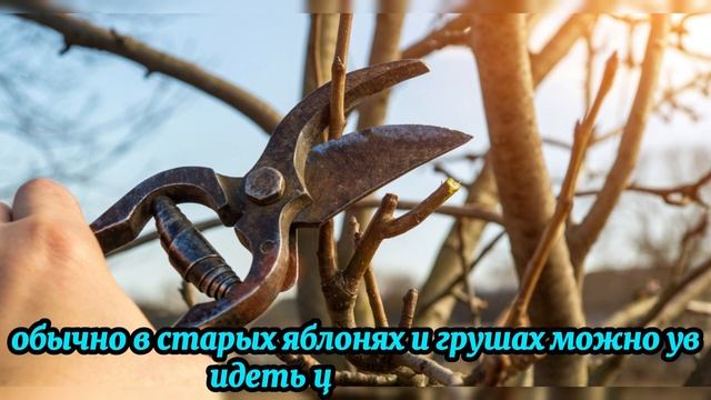 ПРАВИЛЬНАЯ Обрезка, которая ИЗМЕНИЛА ЖИЗНЬ моего сада смотреть онлайн