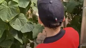 Максим Галкин и его сын Гарри показали урожай выращен?