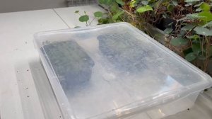 Перилла красная на Бейби лист и Микрозелень | Народные