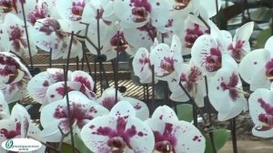 Бизнес-идея. Открытие питомника для выращивания орхид