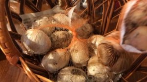 ПОДГОТОВКА луковичных к ПОСАДКЕ| Аллиум- Декоративный