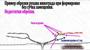 🍇 Вот ПОЧЕМУ об этой ОБРЕЗКЕ ВИНОГРАДА МОЛЧАТ все вин