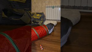 Бездомные котики штурмуют зоогостиницу