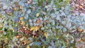 Роза Почвопокровная Апачи 1. Обрезка, готовимся к зиме!