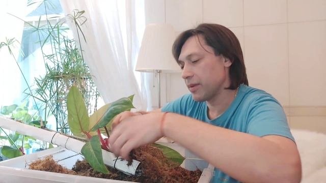 Филодендрон Медуза