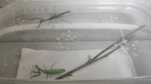 Получилось или ... спаривание богомолов Mantis religiosa Богом